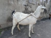 Goat Animals for sale in Brahmanawada, Hanamkonda, Telangana, India. price: 20000 INR