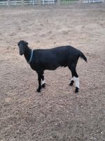Goat Animals for sale in Acampo, CA 95220, USA. price: NA