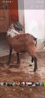 Goat Animals for sale in Asif Nagar, Hyderabad, Telangana, India. price: 12000 INR