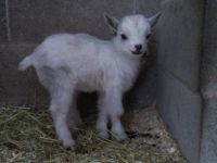 Goat Animals for sale in Spring City, PA 19475, USA. price: NA