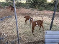 Goat Animals for sale in Tucson, AZ, USA. price: NA