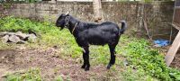 Goat Animals for sale in Kothaparambu, Kodungallur, Kerala 680668, India. price: 7000 INR