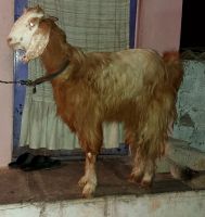 Goat Animals for sale in Shaheen Nagar, Habeeb Colony, Balapur, Telangana 500005, India. price: 15000 INR