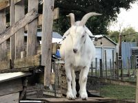 Goat Animals for sale in Fort Denaud, FL 33935, USA. price: NA