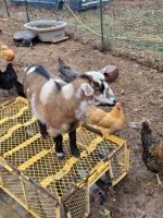 Goat Animals for sale in Newburg, MO 65550, USA. price: NA