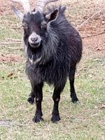 Goat Animals for sale in 1554 Tern Ct SW, Shallotte, NC 28470, USA. price: NA