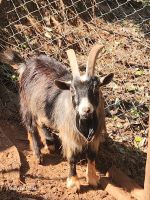 Goat Animals for sale in Columbus, GA, USA. price: NA