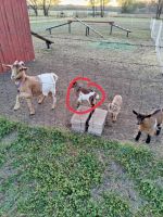 Goat Animals for sale in Chelsea, OK 74016, USA. price: NA