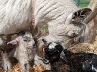Goat Animals for sale in Elka Park, NY 12427, USA. price: NA