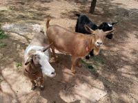 Goat Animals for sale in Crowell, TX 79227, USA. price: NA