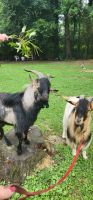 Goat Animals for sale in Willard, NC 28478, USA. price: $500