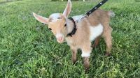Goat Animals for sale in Ridgeville, SC 29472, USA. price: NA