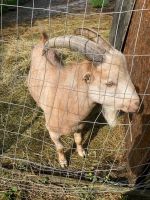 Goat Animals for sale in Laurel County, KY, USA. price: NA