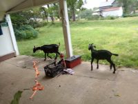 Goat Animals for sale in Lexington, NC, USA. price: $200