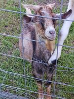 Goat Animals for sale in Orange, TX, USA. price: $75