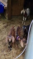 Goat Animals for sale in Notasulga, AL, USA. price: NA
