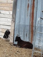 Goat Animals for sale in Osceola County, MI, USA. price: $100,125
