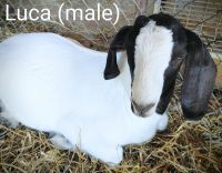 Goat Animals for sale in Rockford, IL, USA. price: NA