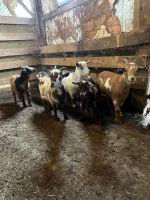 Goat Animals for sale in Shipshewana, IN 46565, USA. price: $150