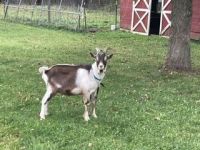 Goat Animals for sale in 3590 Adams Rd, Kingsville, OH 44048, USA. price: $15,000