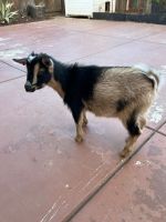 Goat Animals for sale in Stockton, CA, USA. price: $250