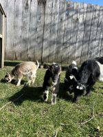 Goat Animals for sale in Middlebury, Indiana. price: $300