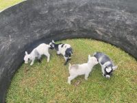 Goat Animals for sale in Denver, Pennsylvania. price: $150