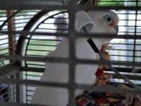 Goffin's Cockatoo Birds for sale in South Waverly, PA 18840, USA. price: NA