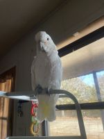 Goffin's Cockatoo Birds for sale in Indianola, OK 74442, USA. price: NA