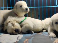 Goldador Puppies for sale in HM World City Rd, Royal LakeFront Phase-3 North, 8th Phase, J. P. Nagar, Bengaluru, Karnataka 560062, India. price: 25000 INR