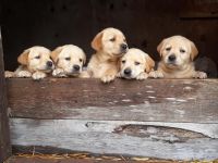 Goldador Puppies for sale in Cokato, MN 55321, USA. price: NA