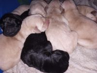 Goldador Puppies for sale in Libby, MT 59923, USA. price: NA
