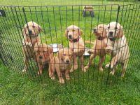 Goldador Puppies for sale in Markesan, WI 53946, USA. price: NA