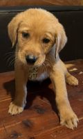 Goldador Puppies for sale in Norwood Young America, MN, USA. price: NA