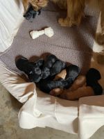 Goldador Puppies for sale in Jefferson, SD 57038, USA. price: NA