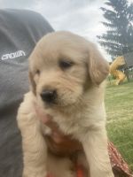 Goldador Puppies for sale in Union City, OH 45390, USA. price: NA