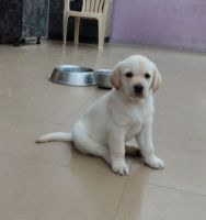 Goldador Puppies for sale in Ramamurthy Nagar, Bengaluru, Karnataka 560016, India. price: NA