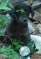 Goldador Puppies for sale in Idaho Springs, CO, USA. price: NA