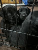 Goldador Puppies for sale in Virginia Beach, VA, USA. price: NA