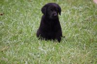 Goldador Puppies for sale in Ridgeway, SC 29130, USA. price: NA