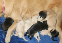 Goldador Puppies for sale in Taunton, MA, USA. price: NA