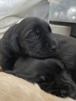 Goldador Puppies for sale in Bakersfield, CA, USA. price: NA