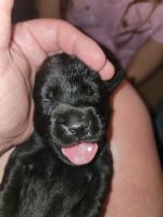 Goldador Puppies for sale in Sharon Springs, NY 13459, USA. price: NA