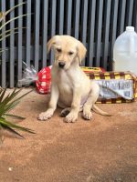 Goldador Puppies for sale in Honolulu, HI, USA. price: NA