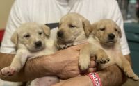 Goldador Puppies for sale in Stratford, OK 74872, USA. price: NA