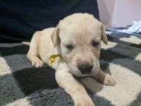 Goldador Puppies for sale in Vinton, VA 24179, USA. price: $500