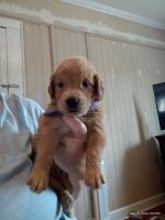 Goldador Puppies for sale in Boones Mill, VA 24065, USA. price: $400