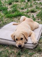 Goldador Puppies for sale in Lonsdale, MN 55046, USA. price: $600