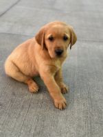 Goldador Puppies for sale in Elizabeth, IN 47117, USA. price: $500