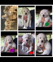 Goldador Puppies for sale in Gosport, IN 47433, USA. price: $300